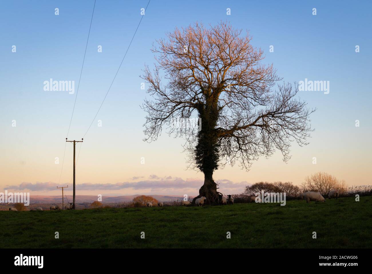 The leafless tree standing proud, catching the sun in its uppermost