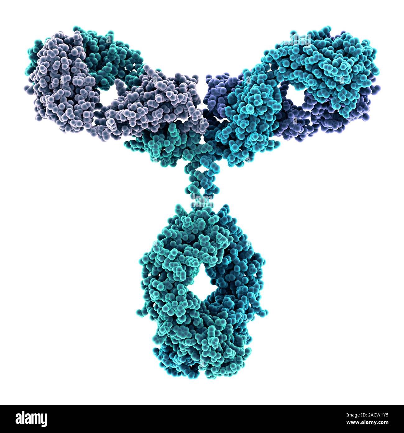 Immunoglobulin G antibody molecule. Computer model of the secondary