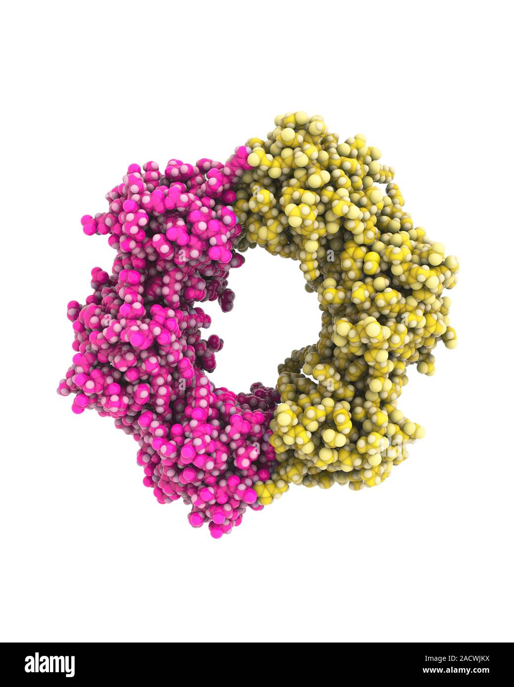 DNA (deoxyribonucleic acid) clamp. Molecular model of the beta clamp