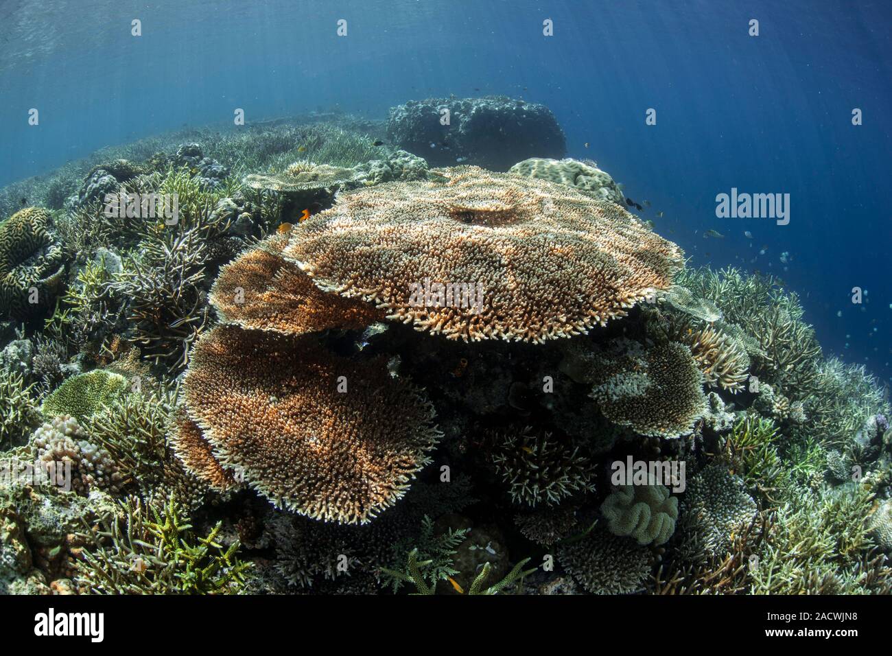 Table corals (Acropora sp.) on a coral reef in Raja Ampat, West Papua ...