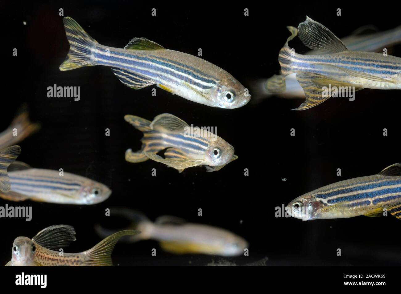 Zebrafish (Danio rerio). These animals are a popular model organism in