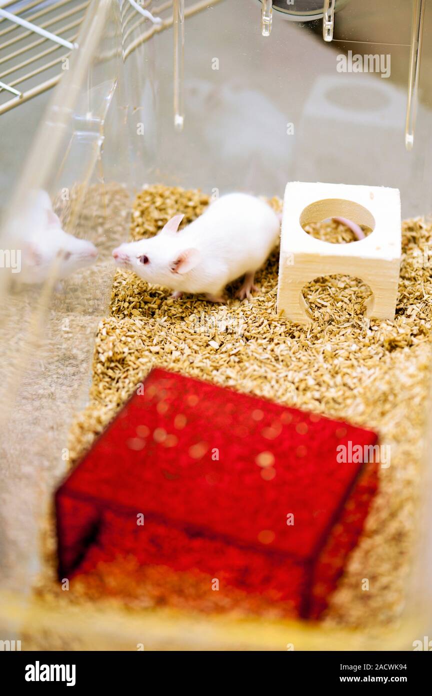 Laboratory mouse (Mus musculus) in a cage. Mice are widely used as