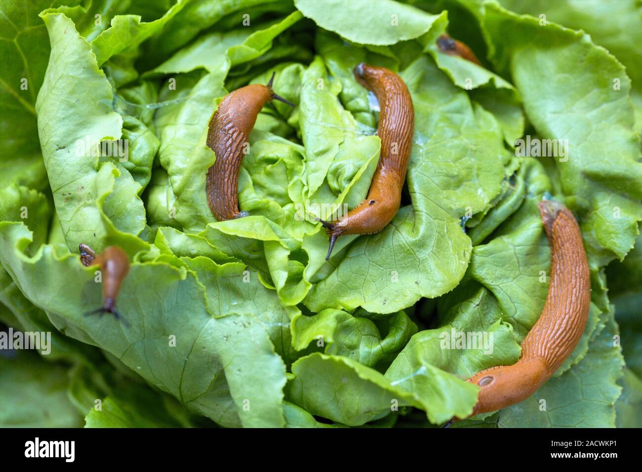 Snail with salad leaf Stock Photo