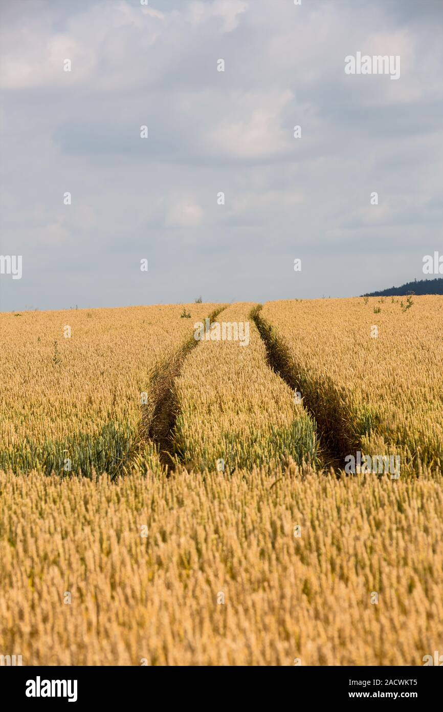 Grain field in summer hi-res stock photography and images - Alamy