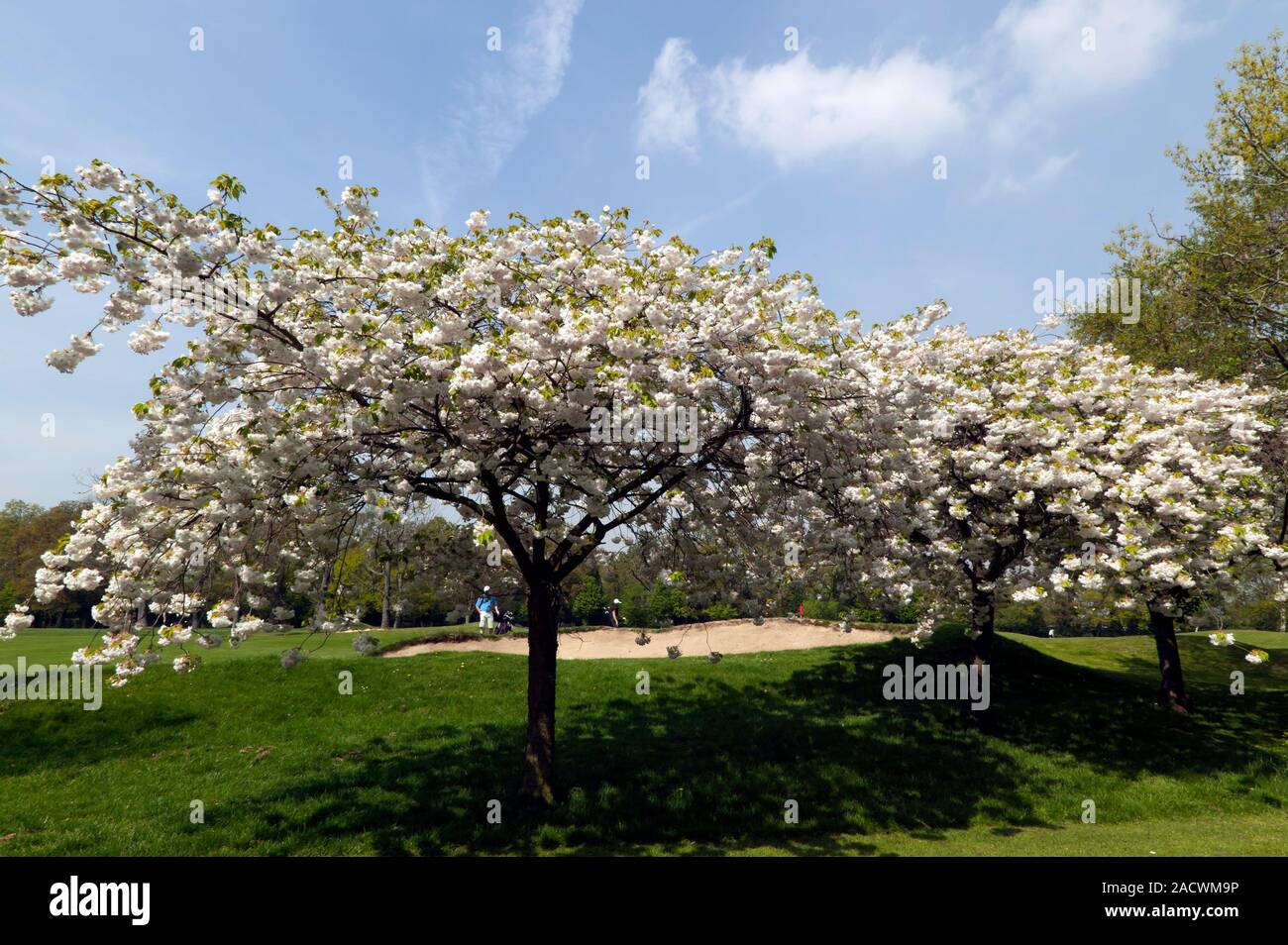Spring Cherry Blossoms at the edge of the Golf Course in Beckenham