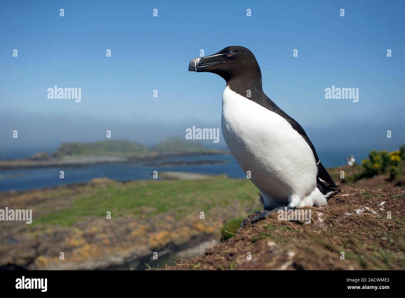 Razorbill on a coastal ledge. Razorbills (Alca torda) are colonial ...