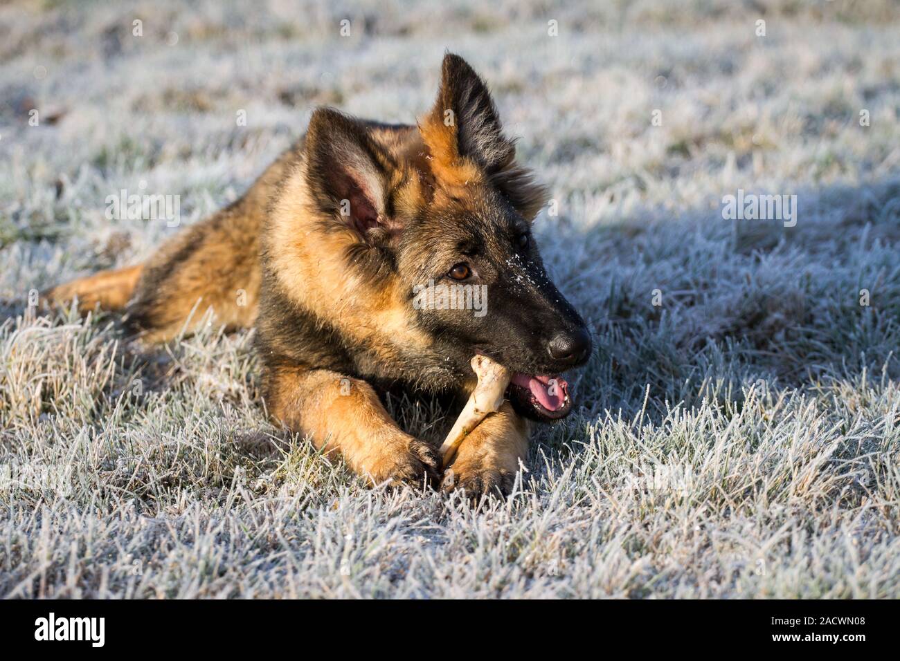 German Shepherd Dog puppy chewing on a bone Stock Photo