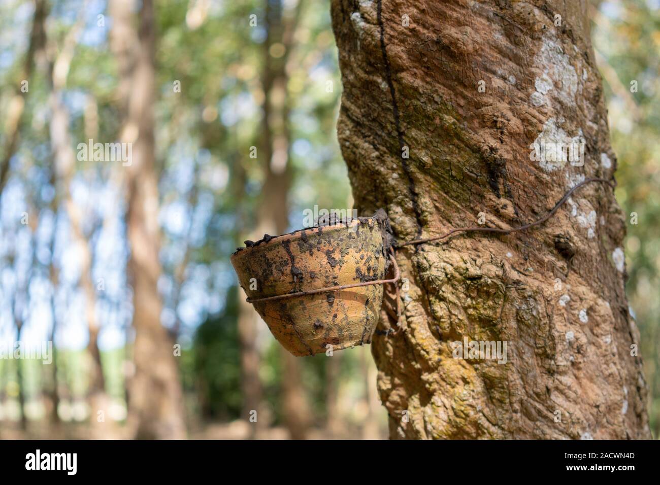 Rubber tree (Hevea brasiliensis) produces latex. By using knife cut at