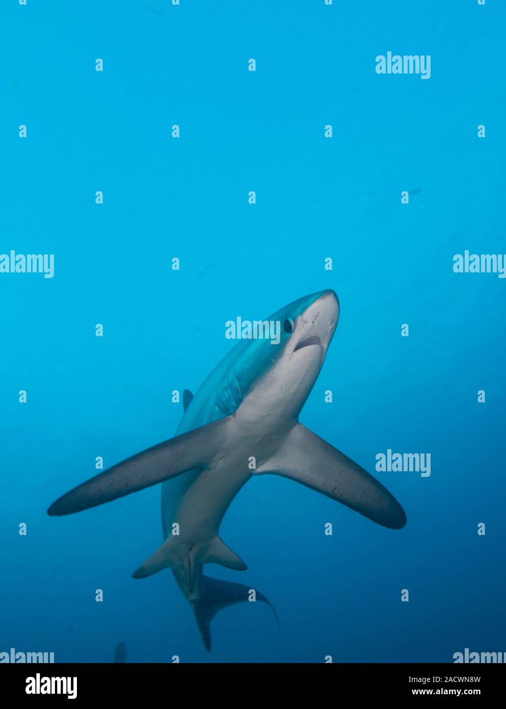 A Pelagic Thresher Shark Alopias Pelagicus Swimming In The Blue Photographed Off Malapascua