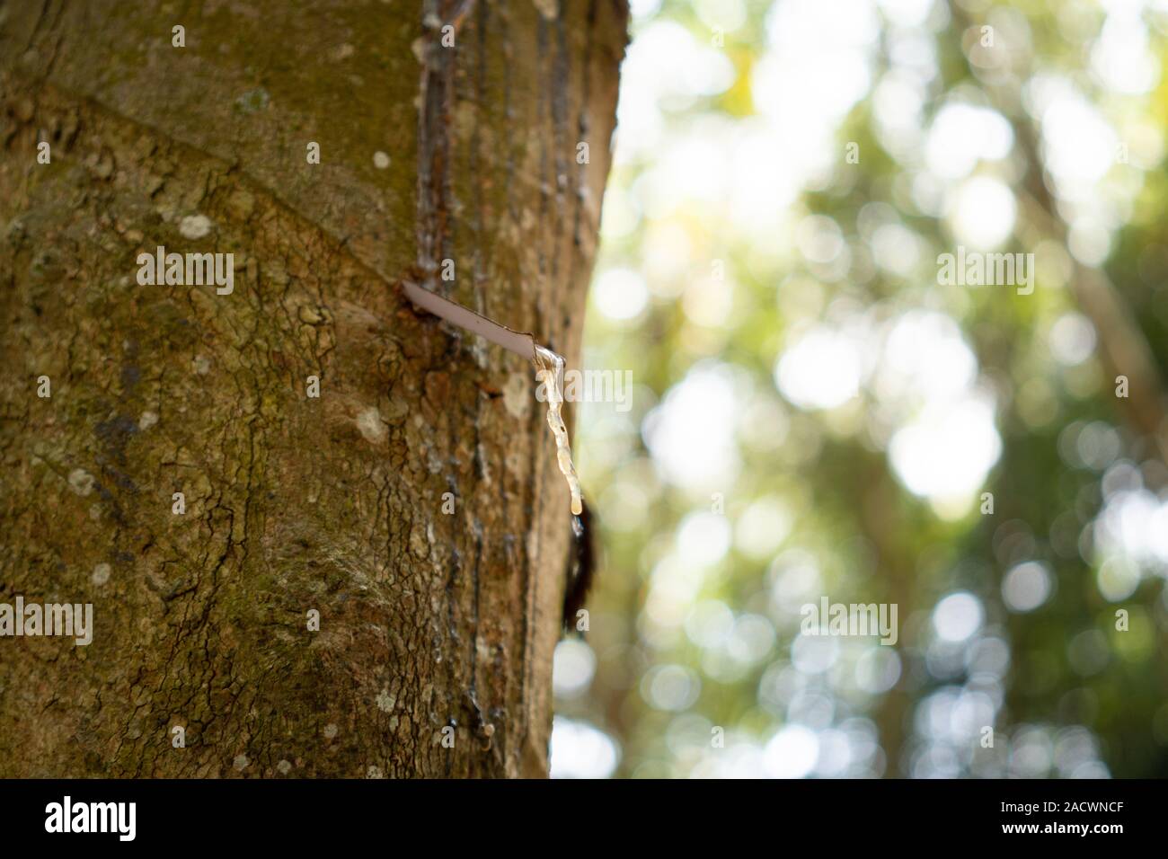 Rubber tree (Hevea brasiliensis) produces latex. By using knife cut at