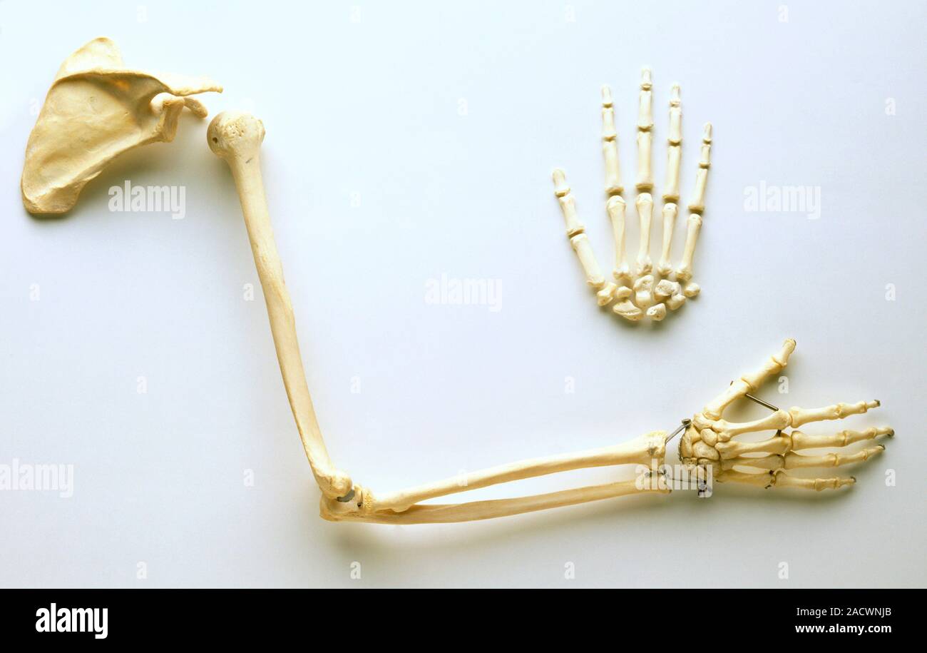 Human arm bones, shoulder blade, humerus leading to elbow joint, ulna