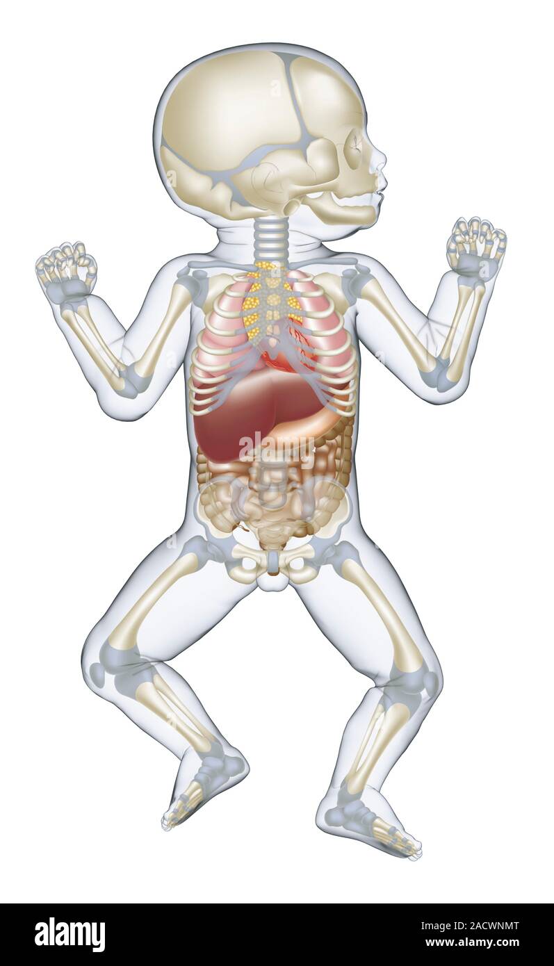 Anatomy of human newborn baby Stock Photo Biology Diagrams