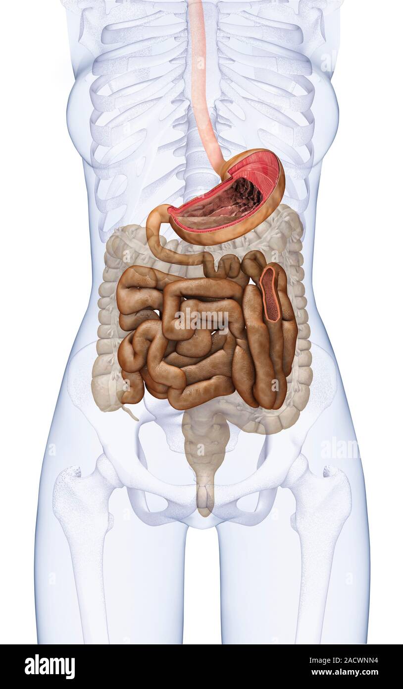 Кишка с правой стороны. Расположение кишечника. Расположение органов кишечника. Расположение кишечника у человека в брюшной полости.
