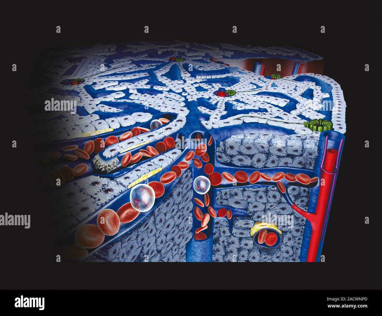 Human liver tissue, crosssection Stock Photo Alamy