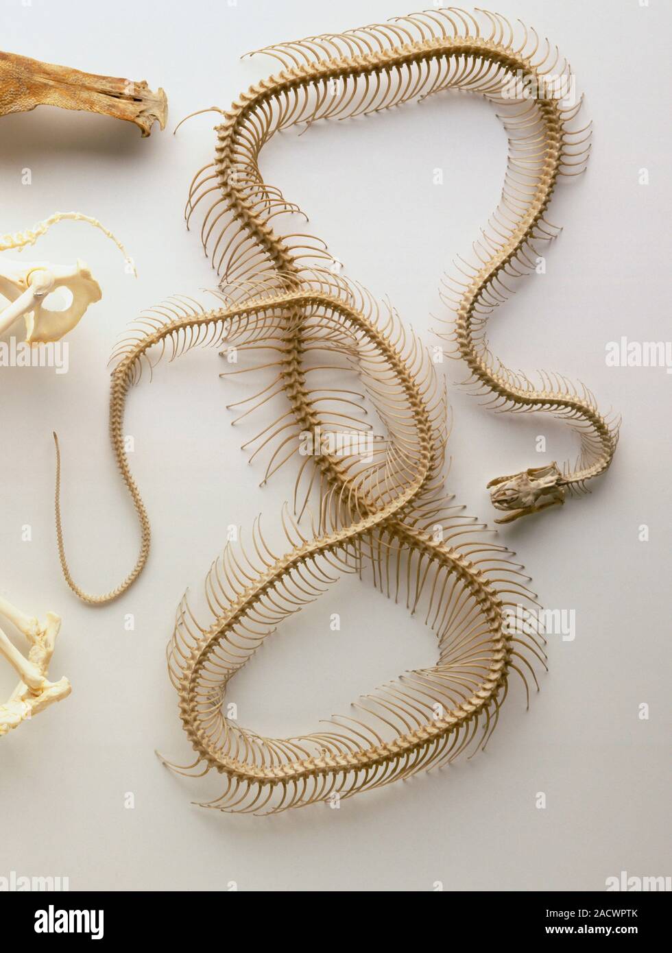Python skeleton, skull with lower jaw dropped, backbone entire length ...