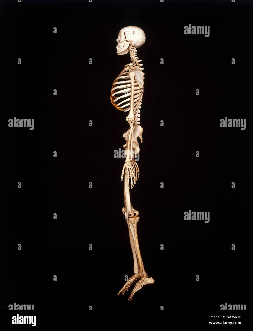 Human skeleton, side view Stock Photo - Alamy