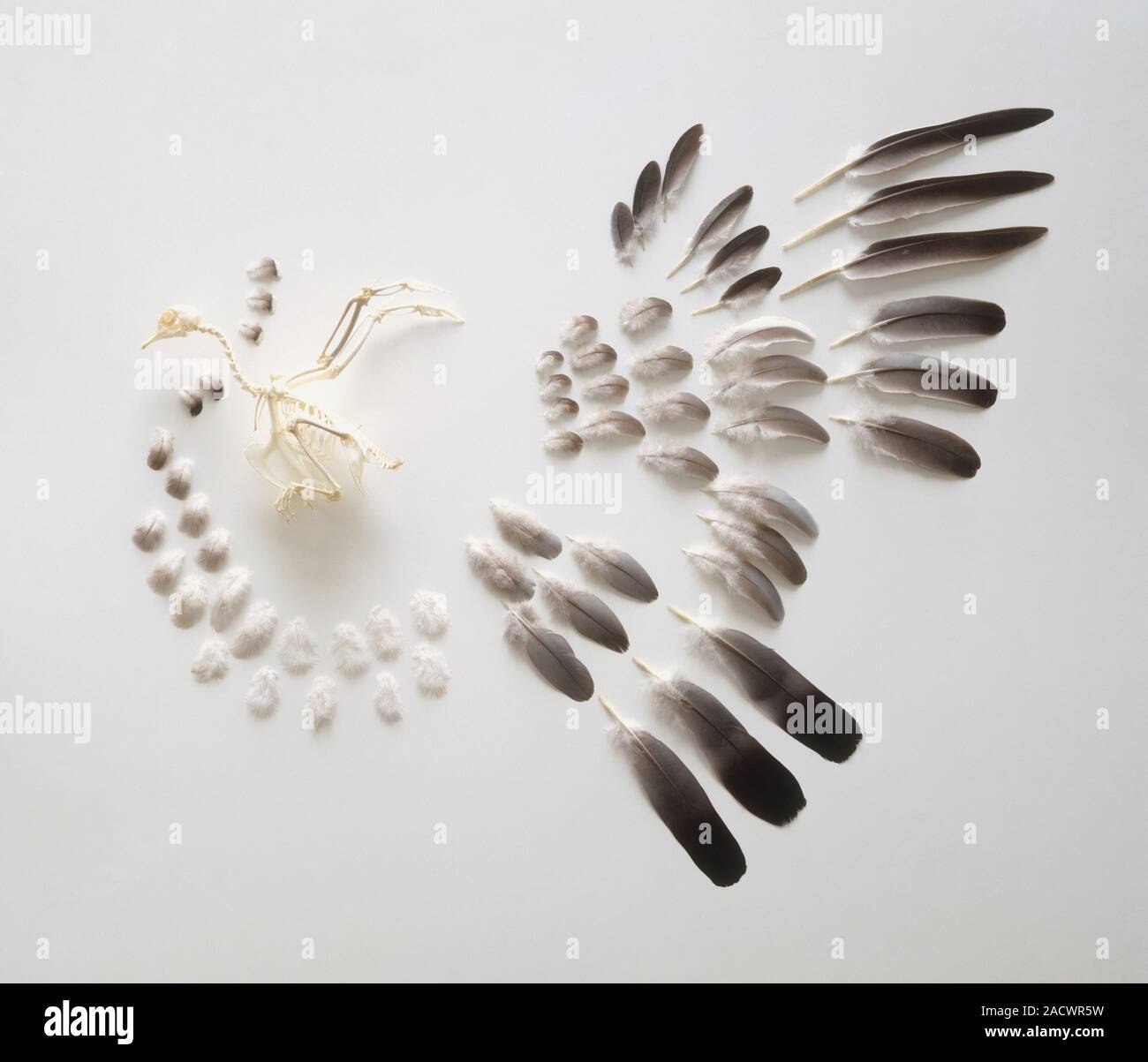 Skeleton of a pigeon and a collection of pigeon feathers Stock Photo ...