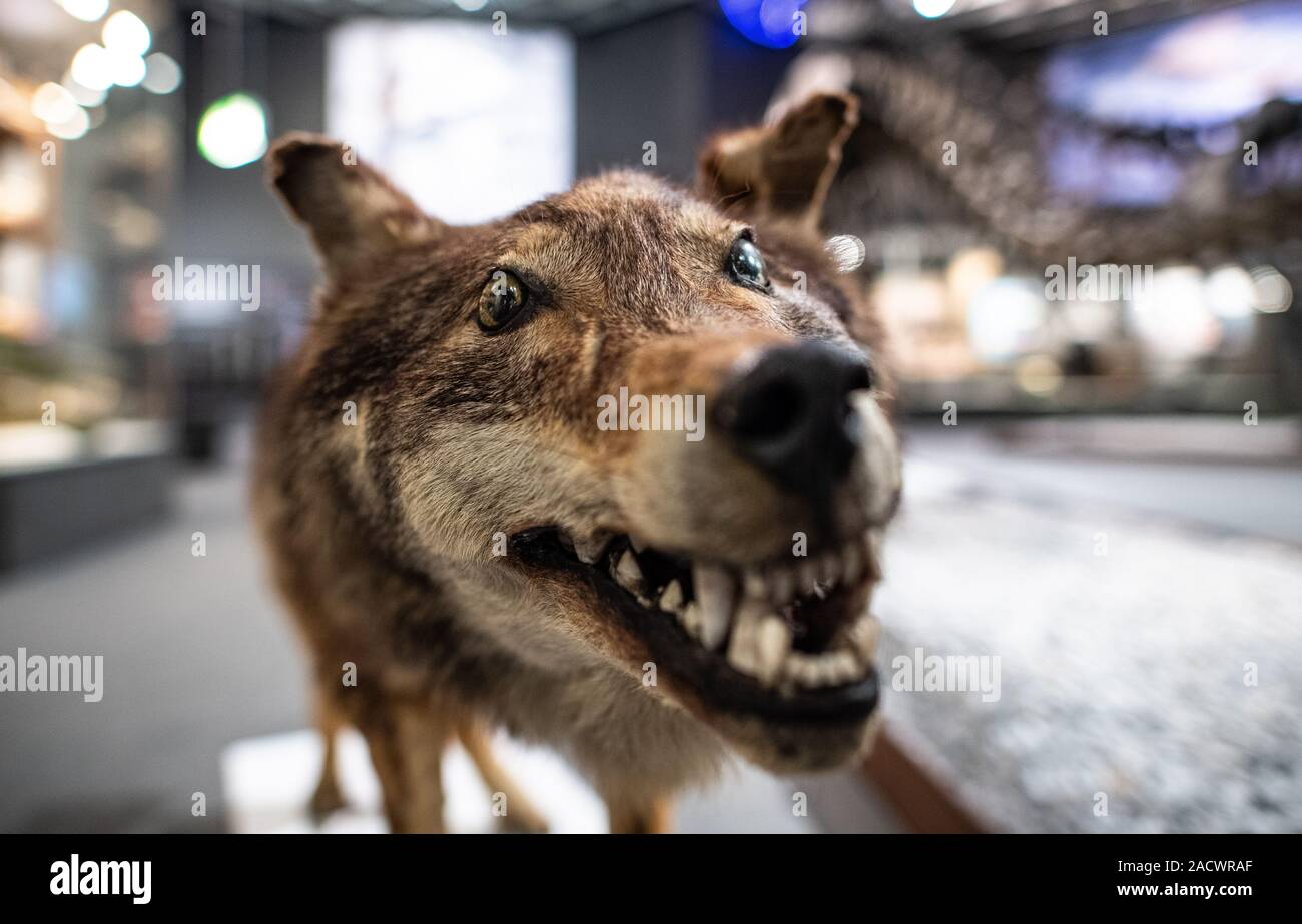 03 December 2019, North Rhine-Westphalia, Münster: In the LWL Museum für Naturkunde of the Westfälisches Landesmuseum there is a stuffed wolf. This specimen is the last wolf shot in Westphalia. This was shot on 19 January 1835 near Ascheberg-Herbern in the district of Coesfeld. The preparations can be seen in the permanent exhibition 'Westfalen im Wandel'. Photo: Guido Kirchner/dpa Stock Photo
