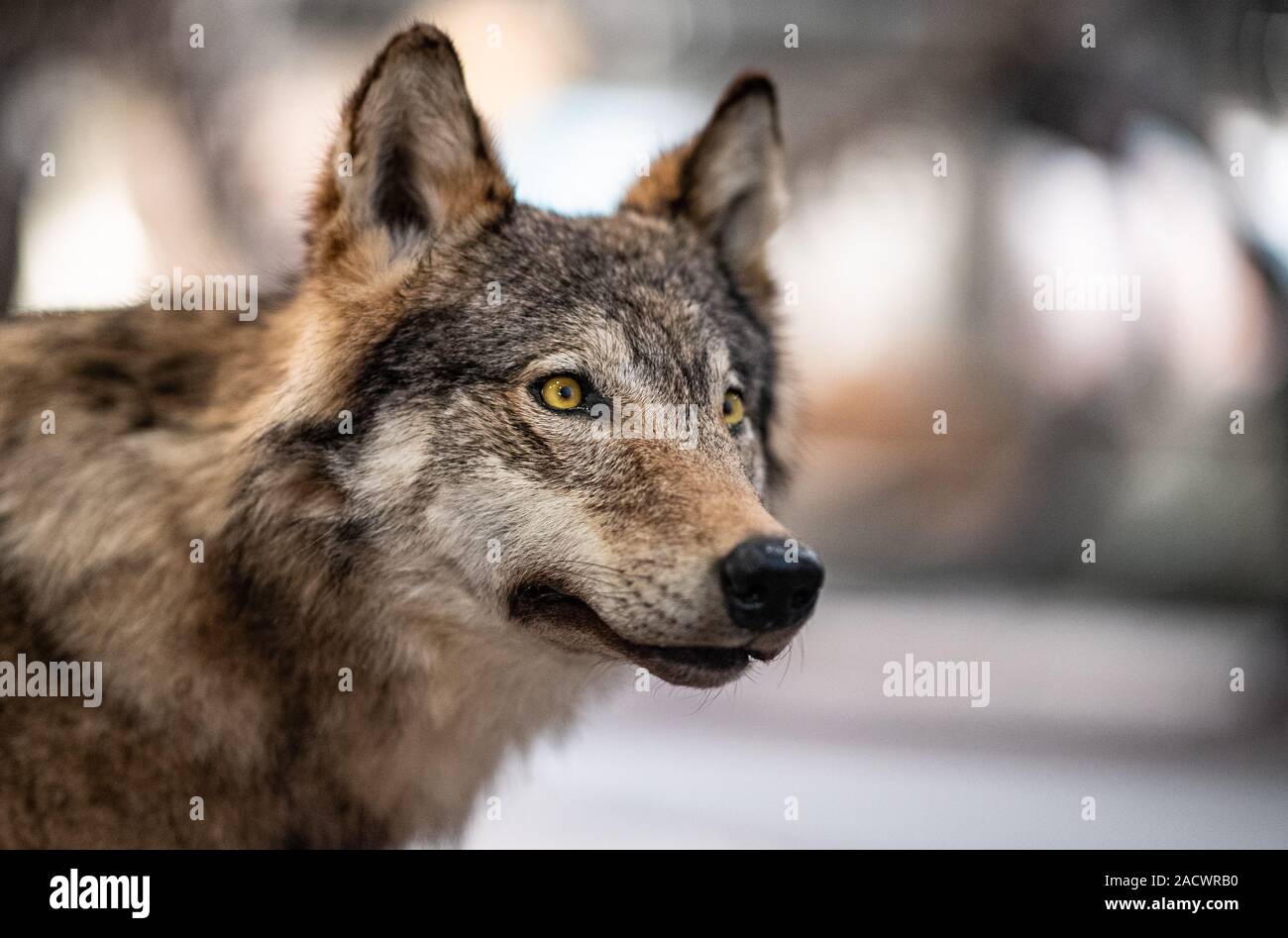 03 December 2019, North Rhine-Westphalia, Münster: In the LWL Museum für Naturkunde of the Westfälisches Landesmuseum there is a stuffed wolf. This two year old male did not survive a traffic accident in April 2017 near Petershagen in the district Minden Lübbeke and was stuffed by a preparator of the LWL. The second wolf is the last one shot in Westphalia. This was shot on 19 January 1835 near Ascheberg-Herbern in the district of Coesfeld. The preparations can be seen in the permanent exhibition 'Westfalen im Wandel'. Photo: Guido Kirchner/dpa Stock Photo