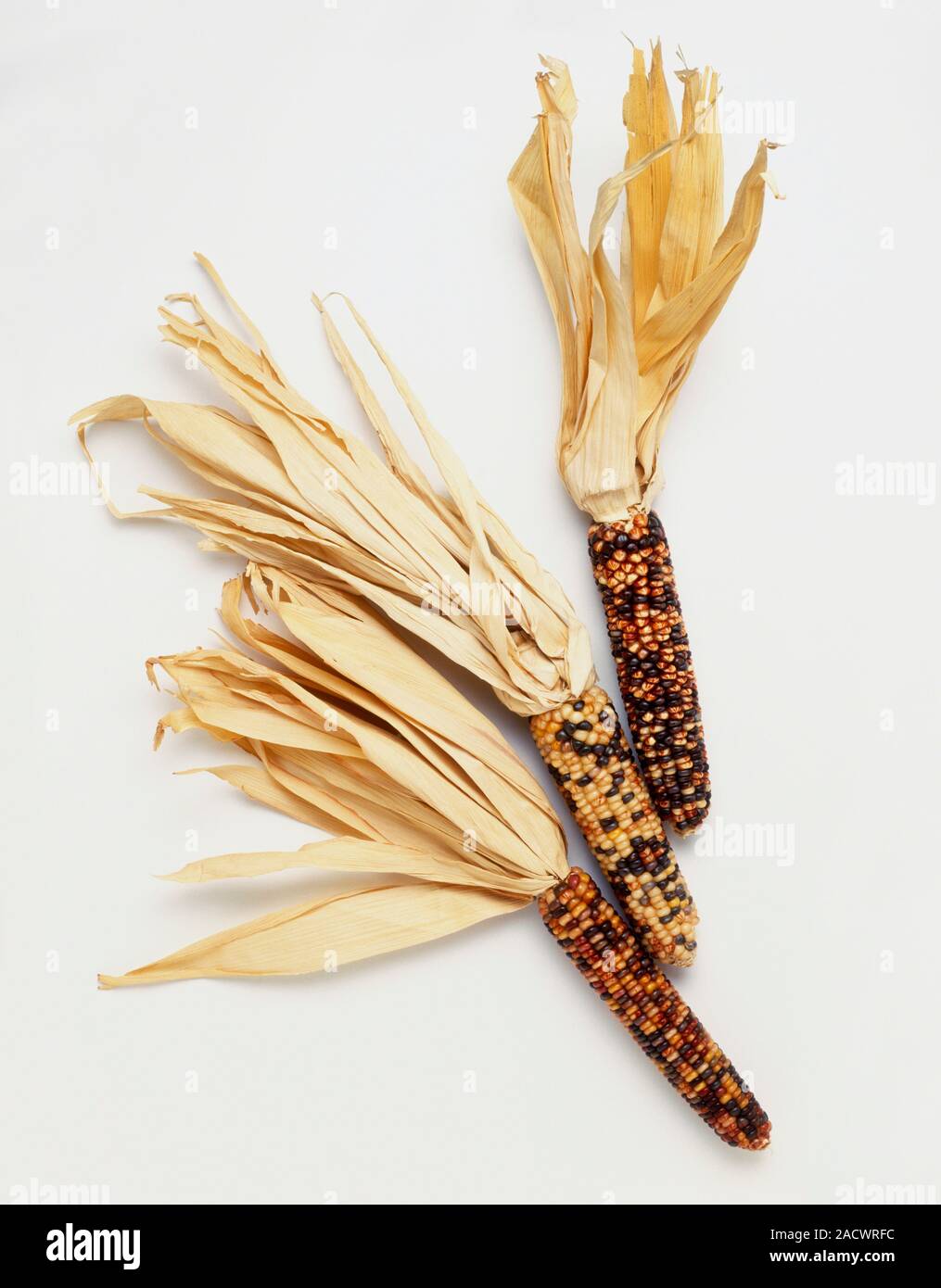 Three cobs of corn showing variations in colour, caused by transposon