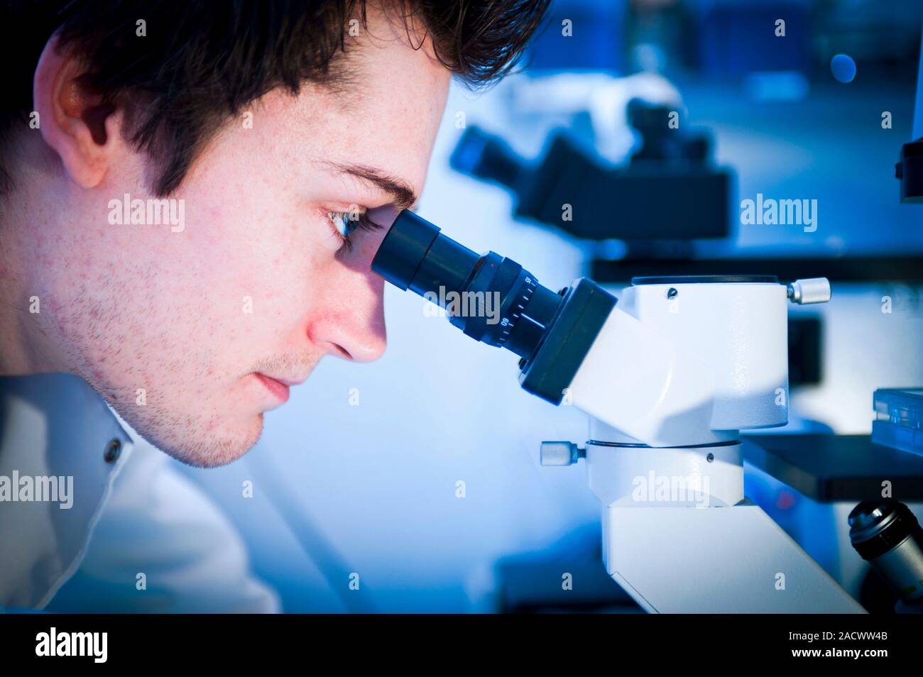 Light microscopy. Laboratory analyst or researcher using a light