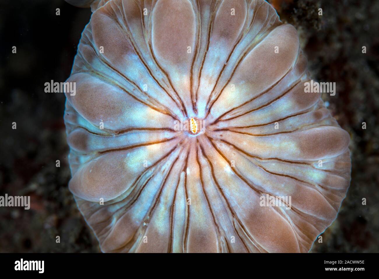 Corallimorph (order Corallimorphia). This animal is related the sea