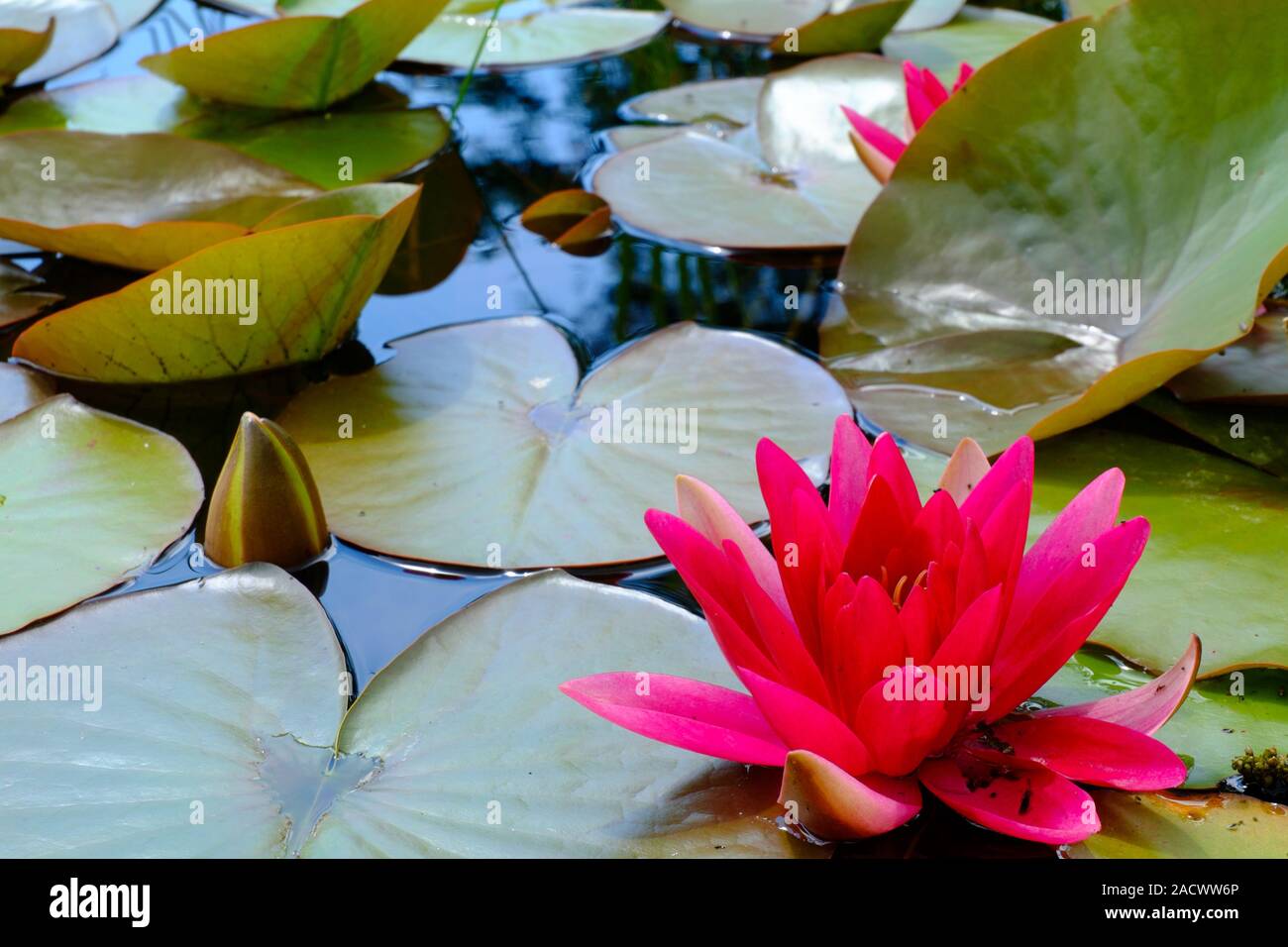 Show garden and water lily plant at the Tiefwarensee in Waren, Müritz, Mecklenburg-Vorpommern, Germany Stock Photo