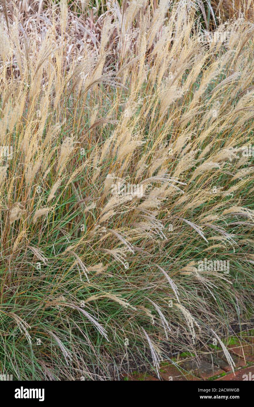 Miscanthus sinensis 'Little Kitten' Stock Photo - Alamy