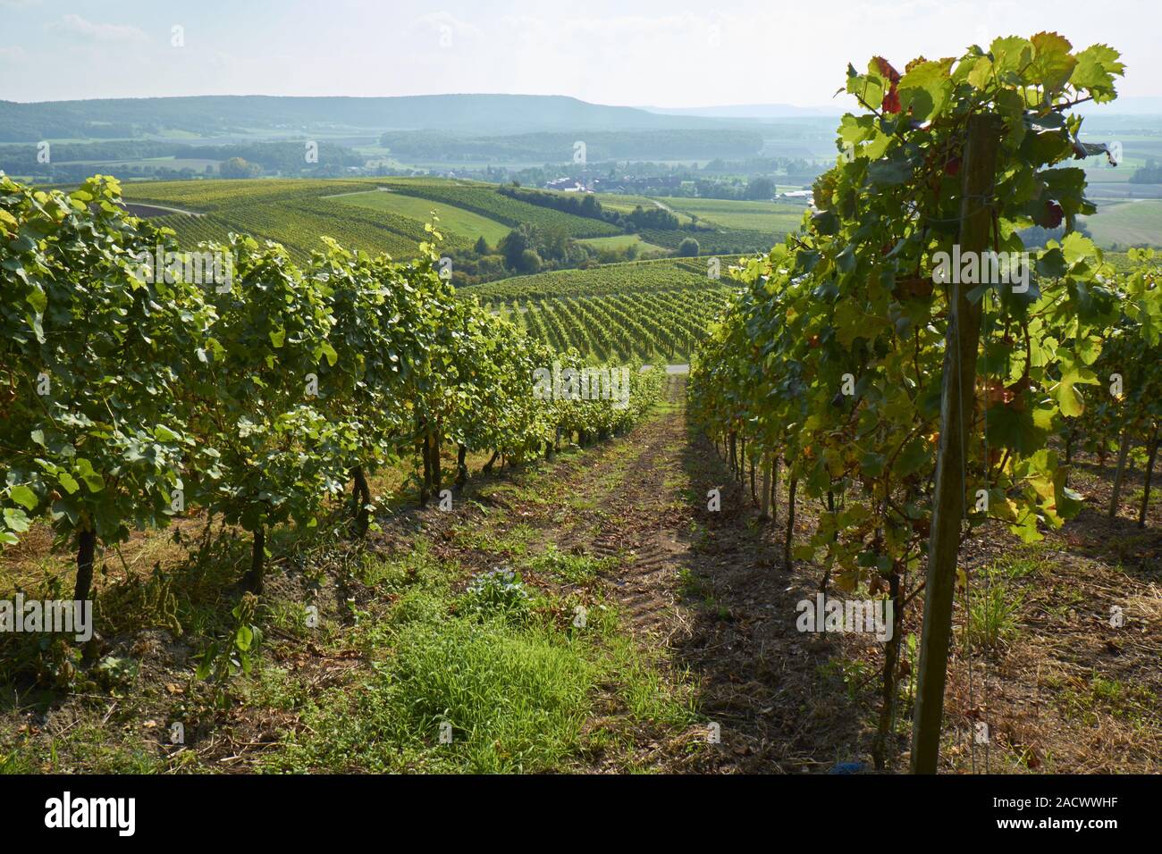 Vineyards in the Steigerwald near Oberschwarzach, Lower Franconia Stock ...