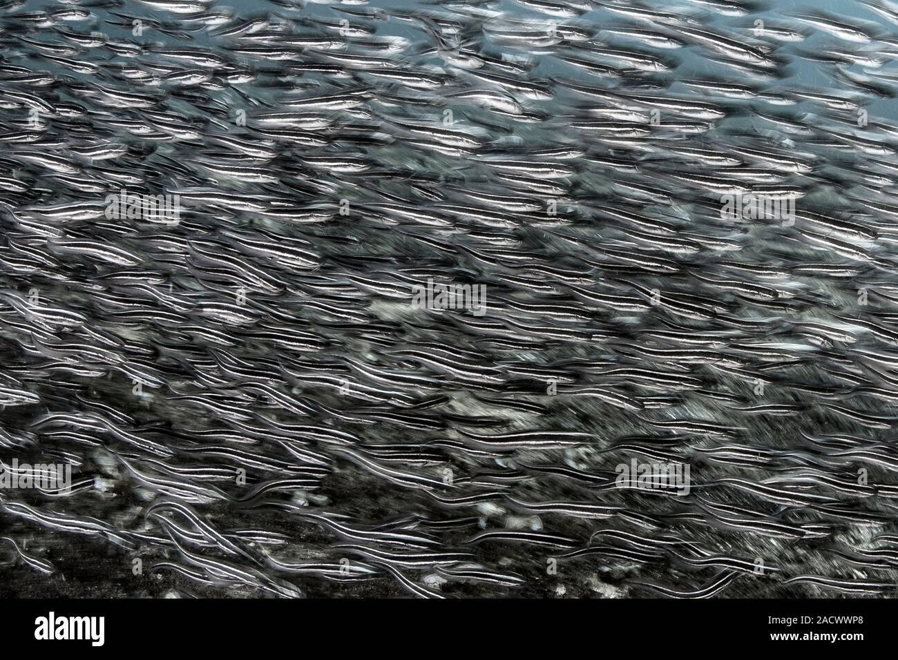 School of juvenile striped catfish (Plotosus lineatus). These fish