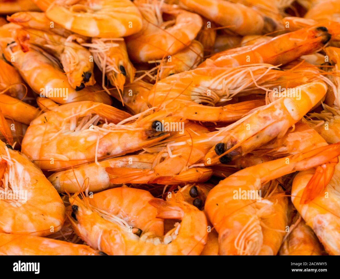 abundance of shrimps, background Stock Photo