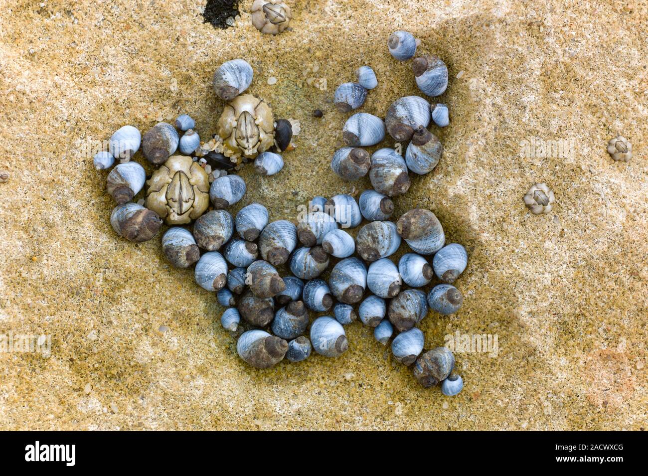 A cluster of blue periwinkles, Nodilittorina unifasciata, on calcareous ...