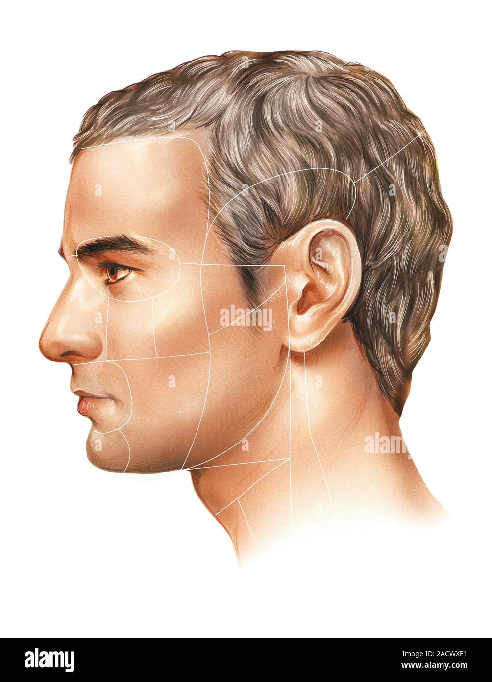 Illustration of the head of the male. This lateral view is from ... Biology Diagrams