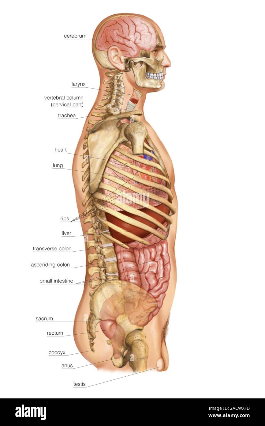 Illustration Of The External Projection Of Internal Organs This Right Lateral View Of Male With 2056