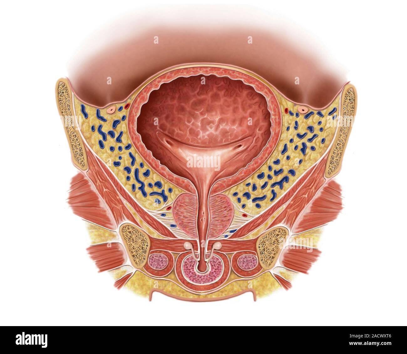 Illustration of the structure of smooth muscle in prostate and urinary  bladder. This illustration is from 'Asklepios Atlas of the Human Anatomy'  Stock Photo - Alamy