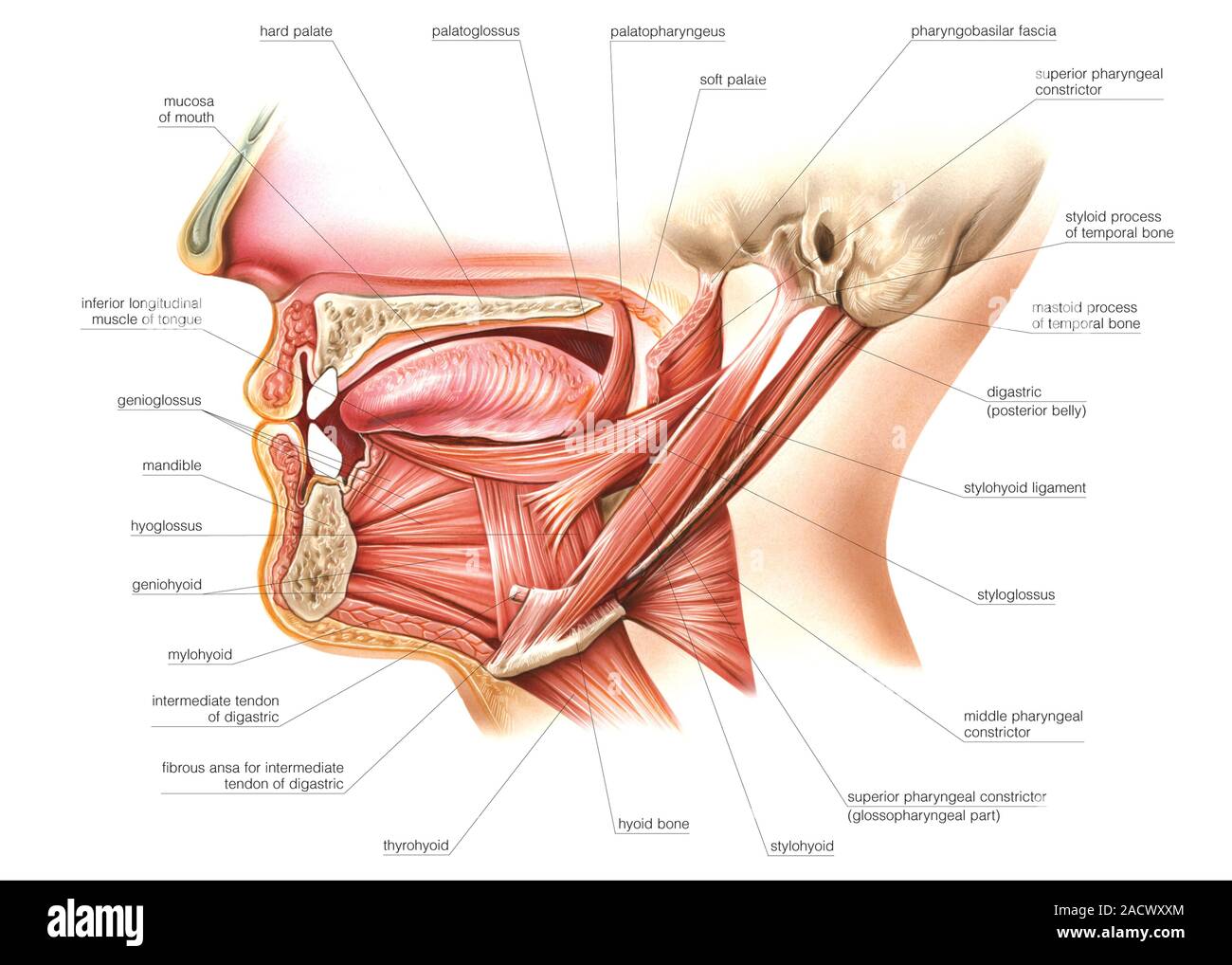 Tongue visual data 2