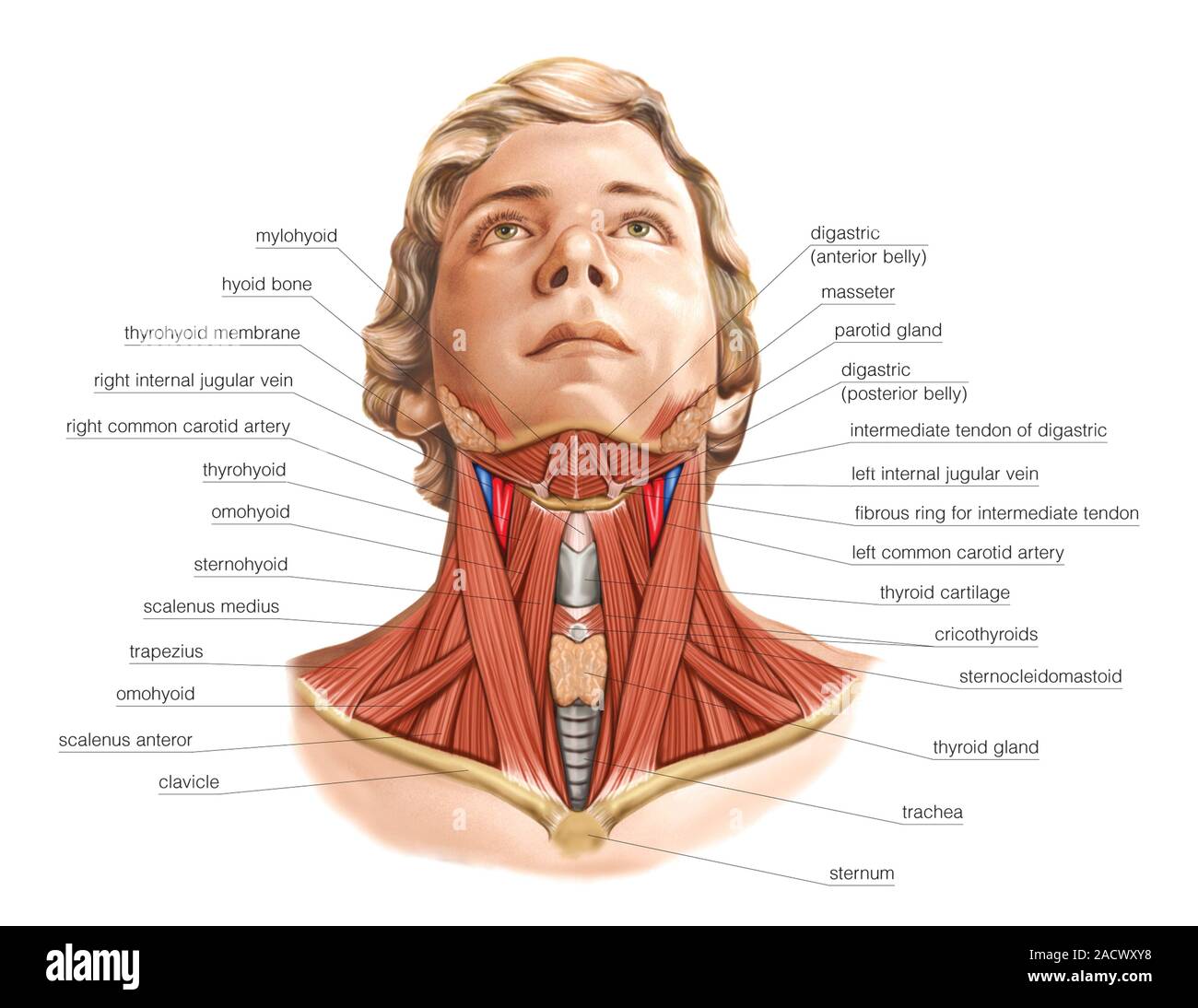 Illustration of the muscles of the neck. This anterior superficial view