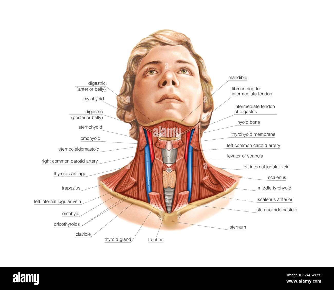 Illustration of the muscles of the neck. This anterior deep view ...
