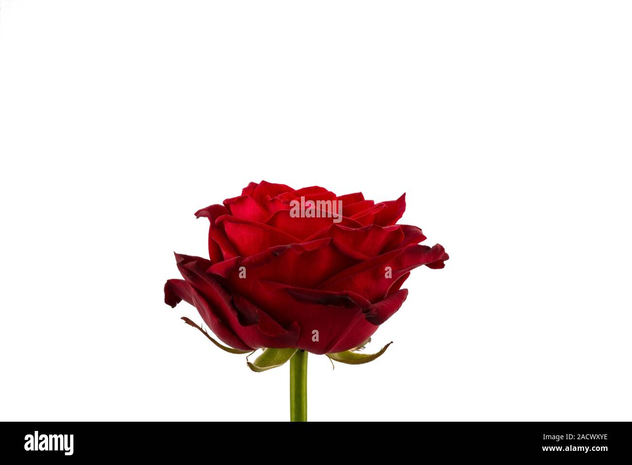 Red Rose. Signs of love Stock Photo Alamy