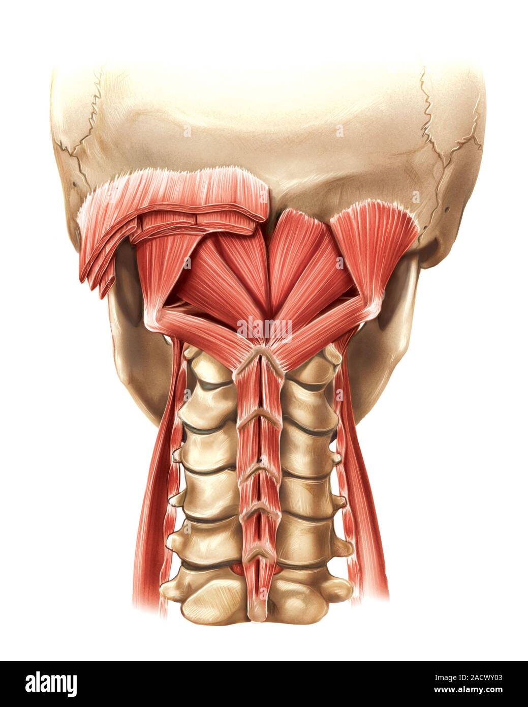 Posterior Cervical Anatomy