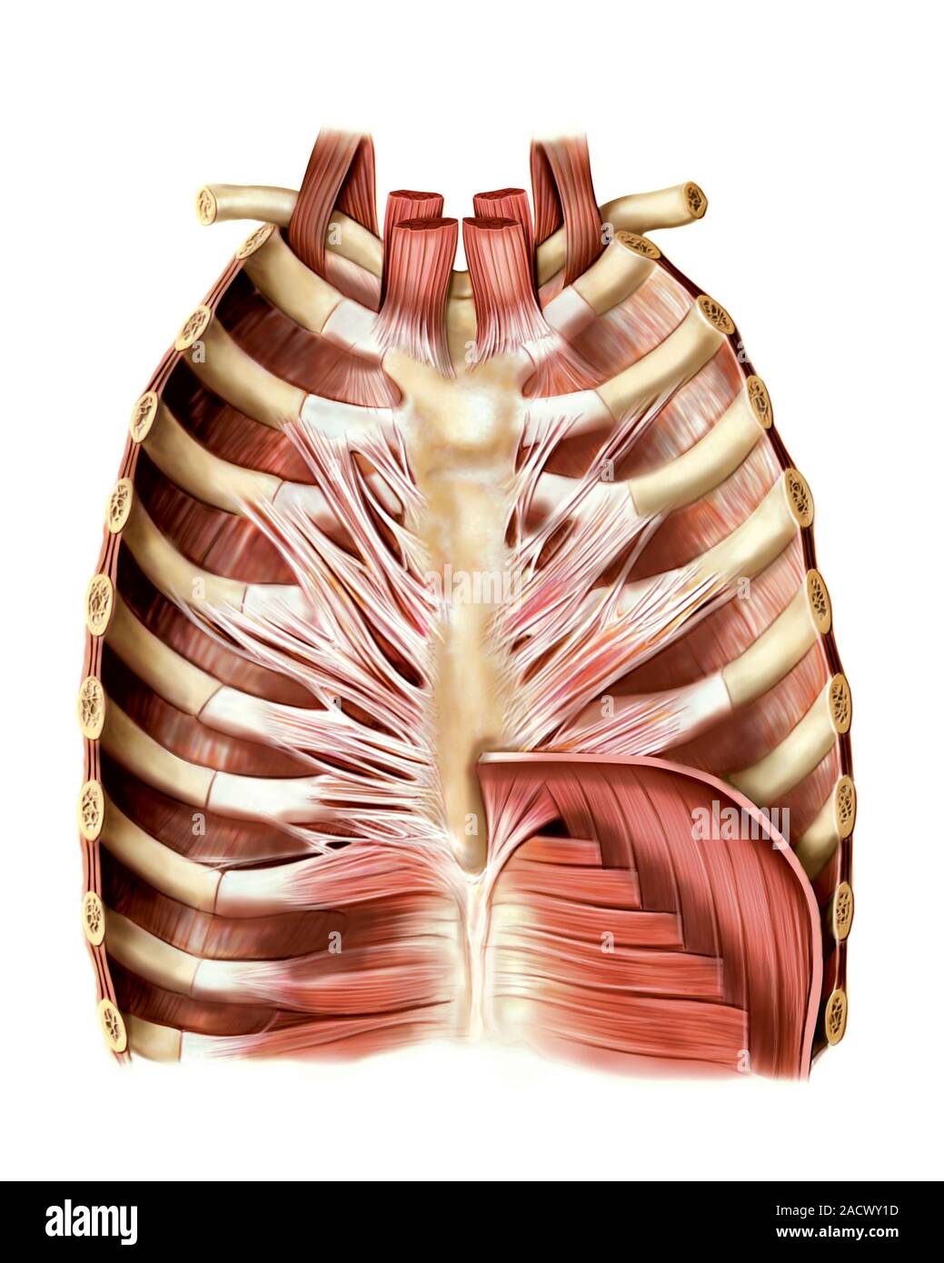 Illustration of anterior thoracic wall. This posterior view