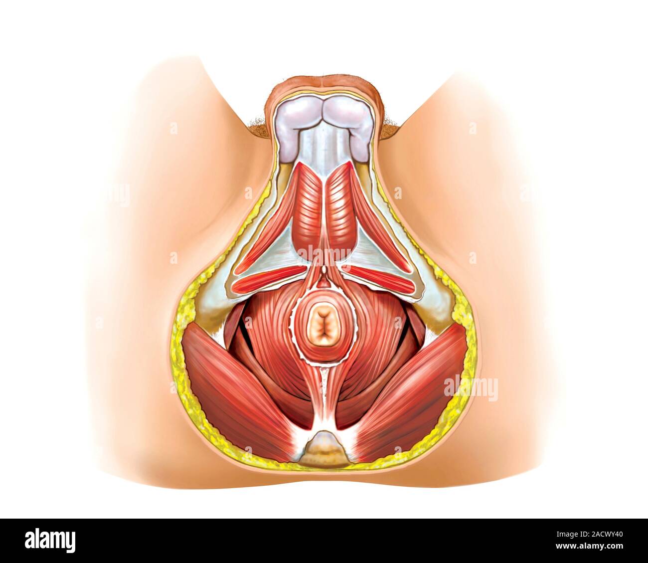 Qisqa film jinsiy aloqa
