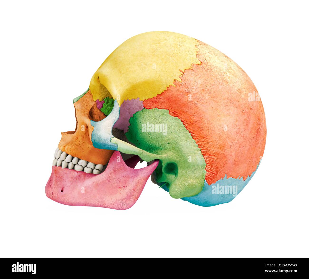 Human Skull Anatomy, Bones in Human Skull