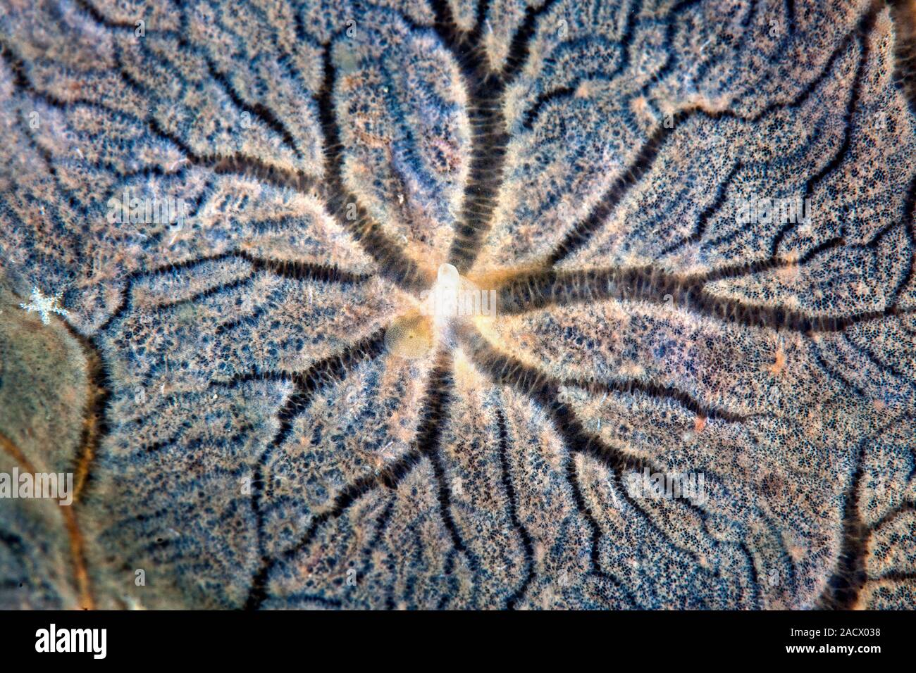 Encrusting sponge growing on a coral reef in Indonesia Stock Photo Alamy