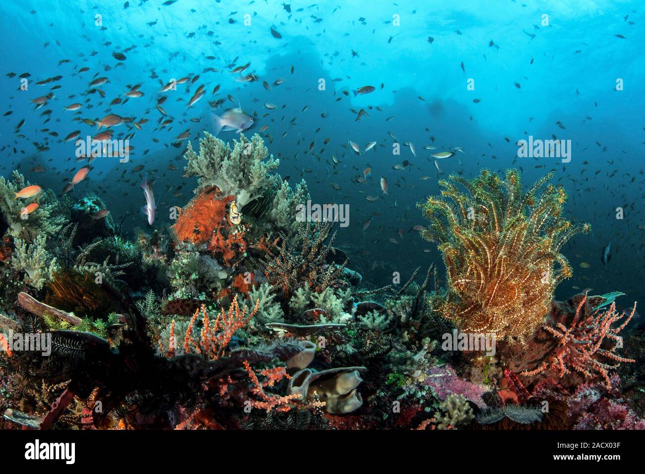 Numerous Fish Numerous fish swimming over a coral reef. Photographed off Sulawesi ...