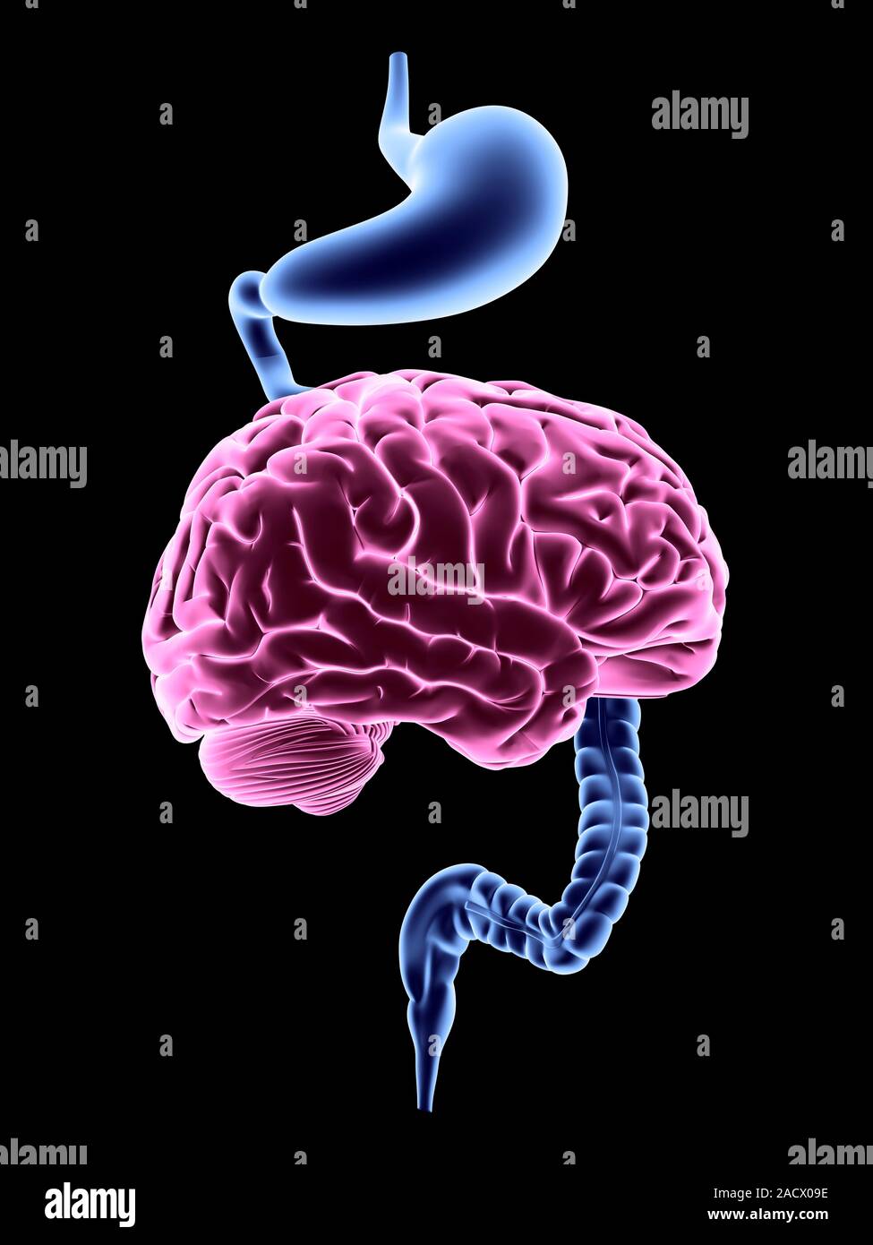 Computer artwork of stomach, brain and colon, depicting the enteric ...