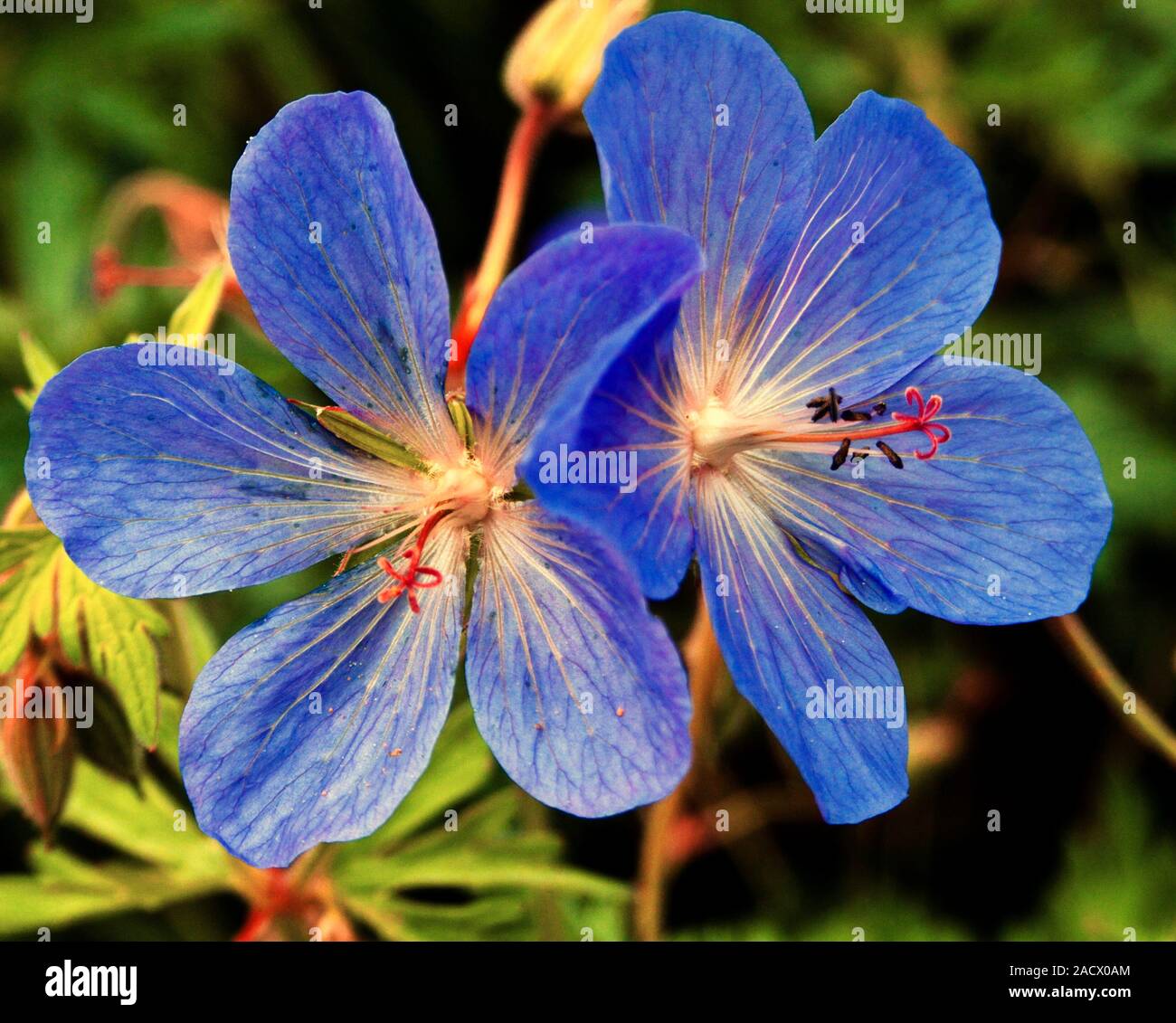 Geranium 'Johnson's Blue' flowers Stock Photo - Alamy