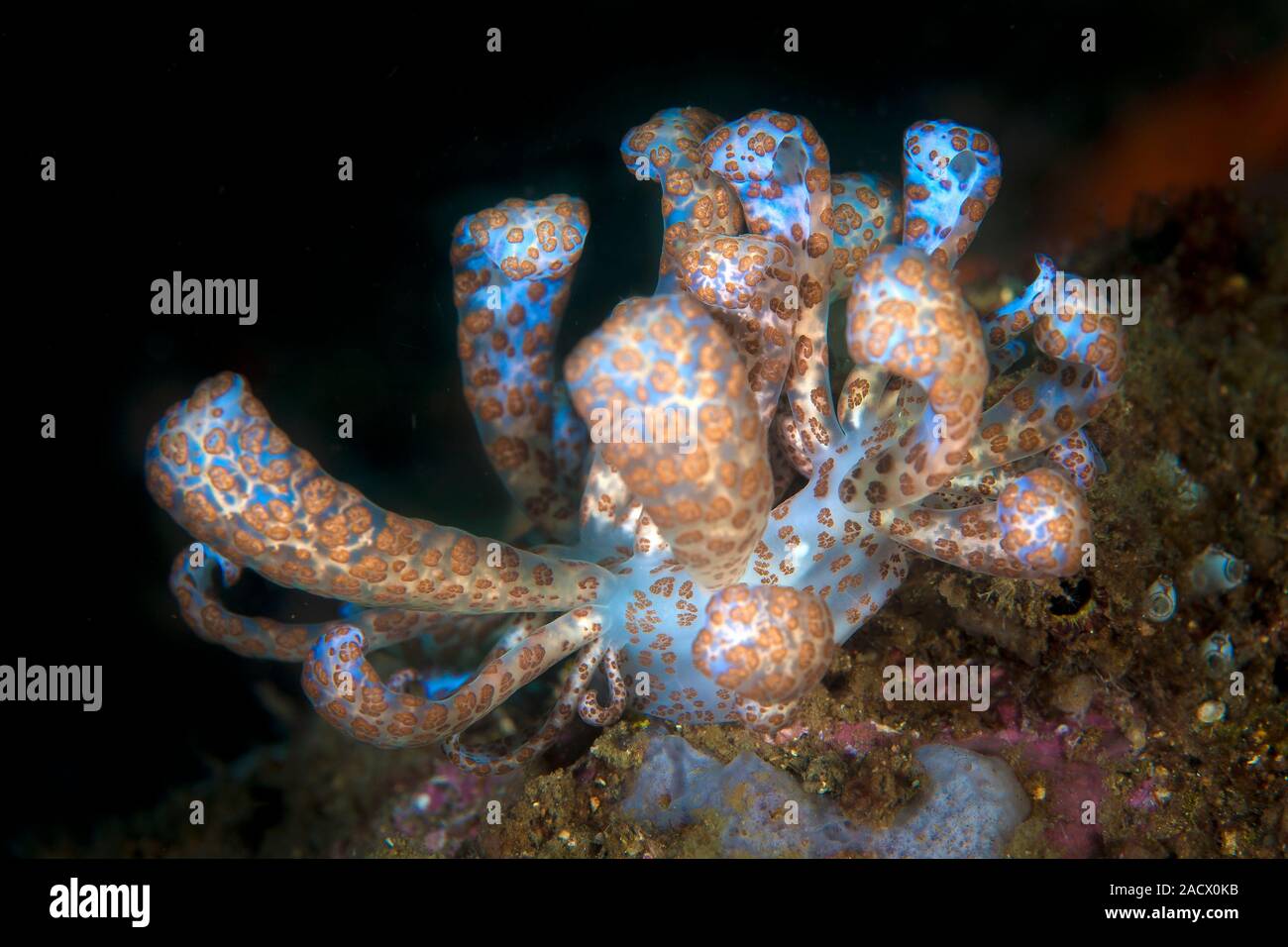 Solar-powered nudibranch (Phyllodesmium longicirrum). This sea slug