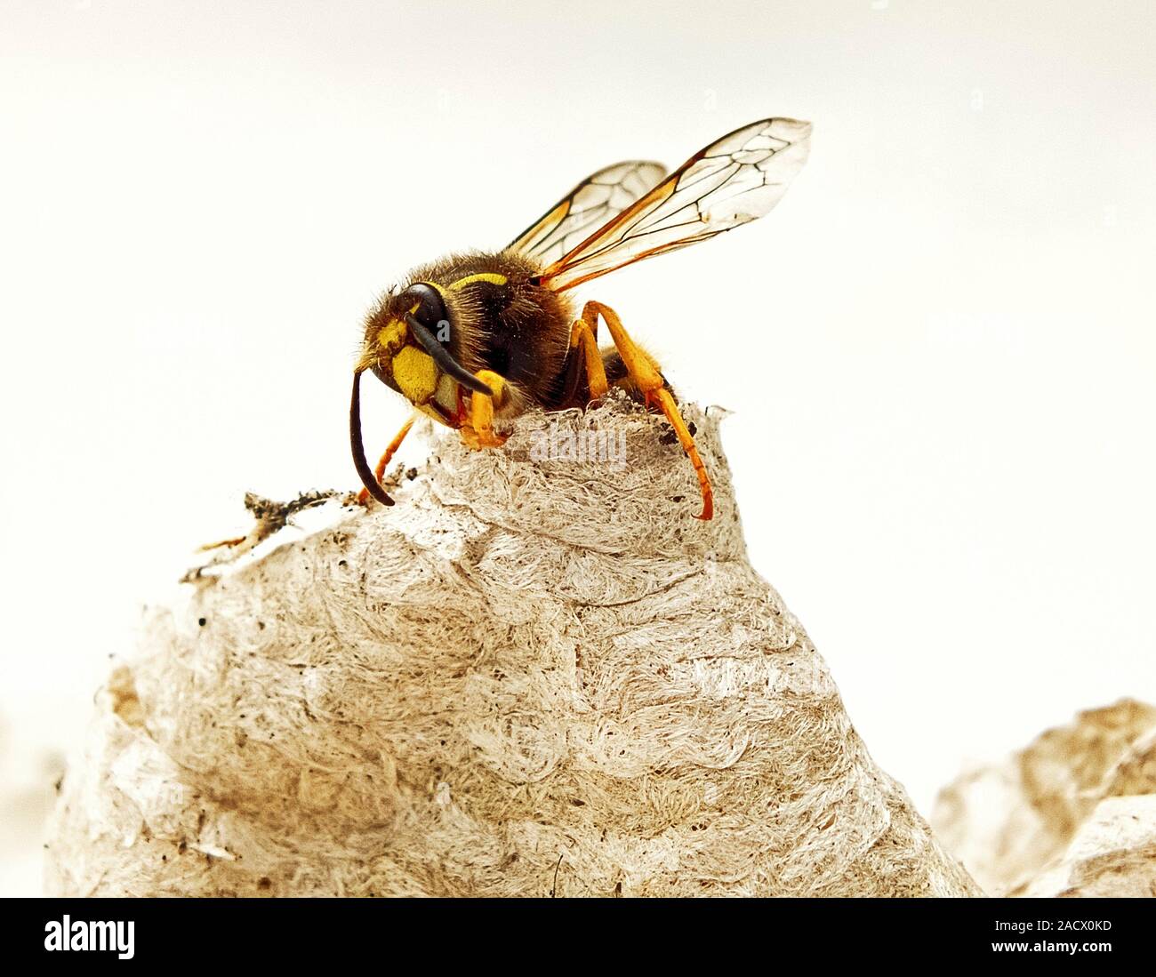 Queen wasp (Vespula vulgaris) emerging from her nest. The queen