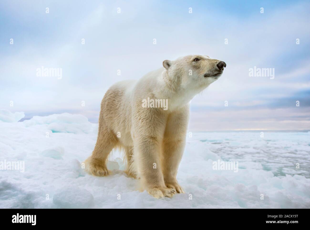 Polar bear (Ursus maritimus). This bear, the world's largest land